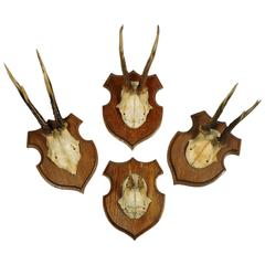 Four Antique German Black Forest Roe Deer Mounted Antlers