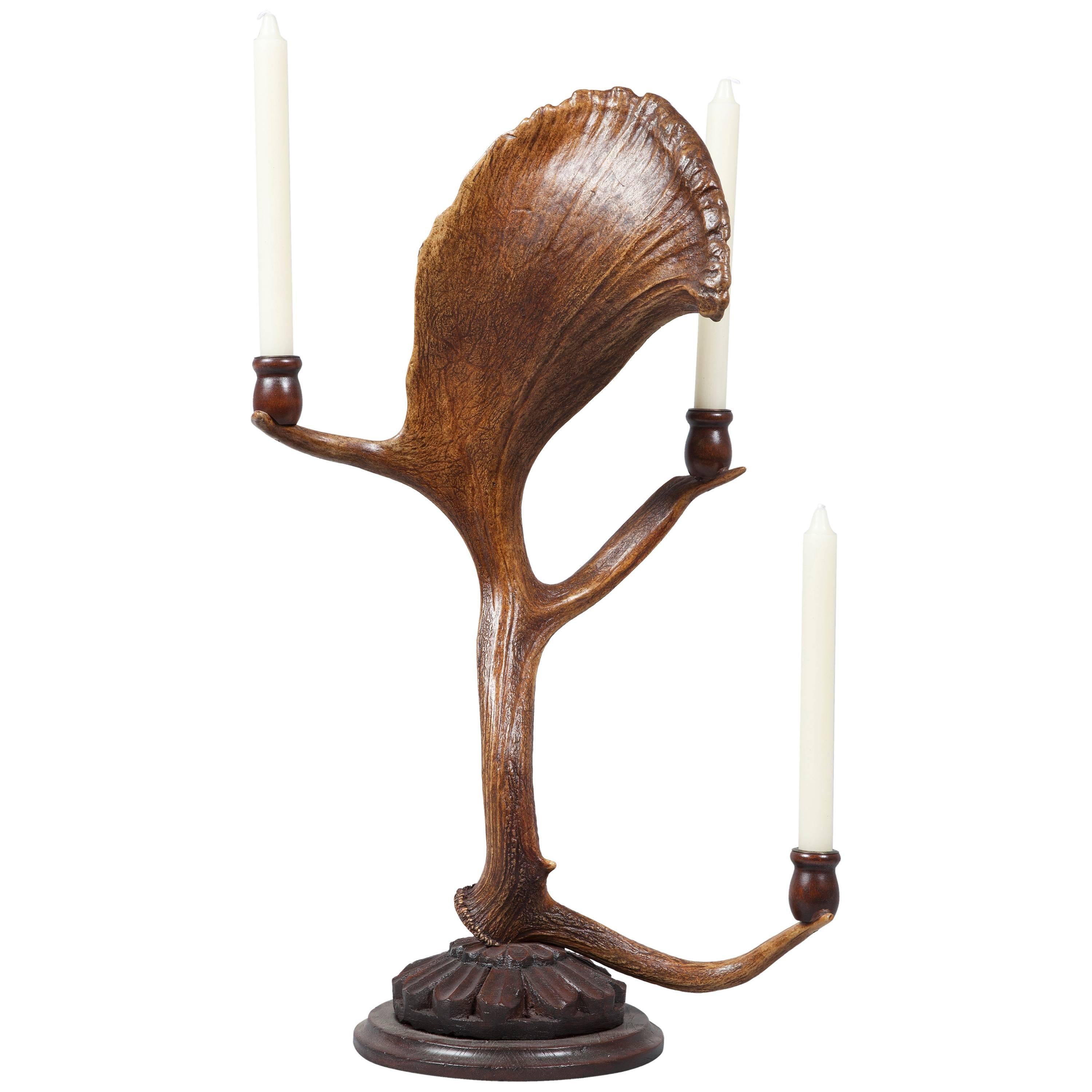 Antique Habsburg Fallow Deer Antler Candelabra