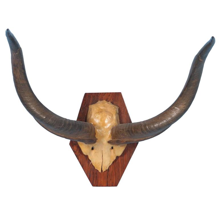 Exotic African Horns, circa 1950 For Sale at 1stdibs
