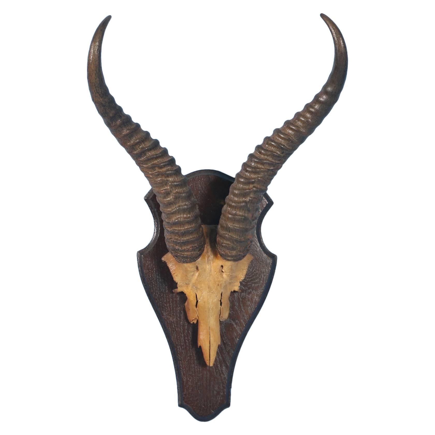 African Spring Buck Horns, circa 1950