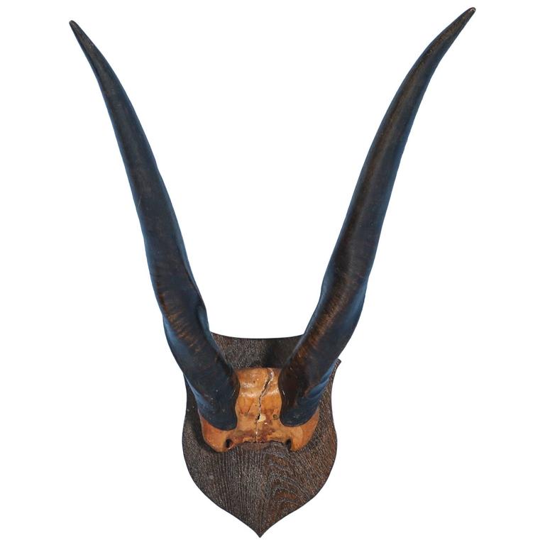Exotic African Eland Horns, circa 1920 For Sale at 1stdibs
