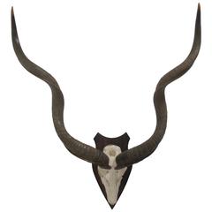 Large Mounted Greater Kudo Horns