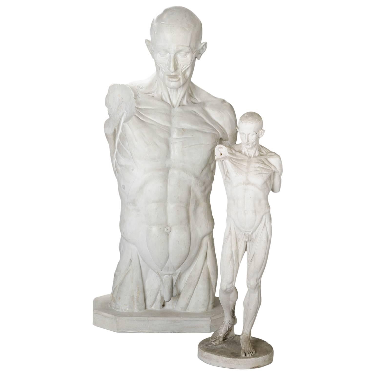 Two Skinned Anatomic Plaster Models after Houdon
