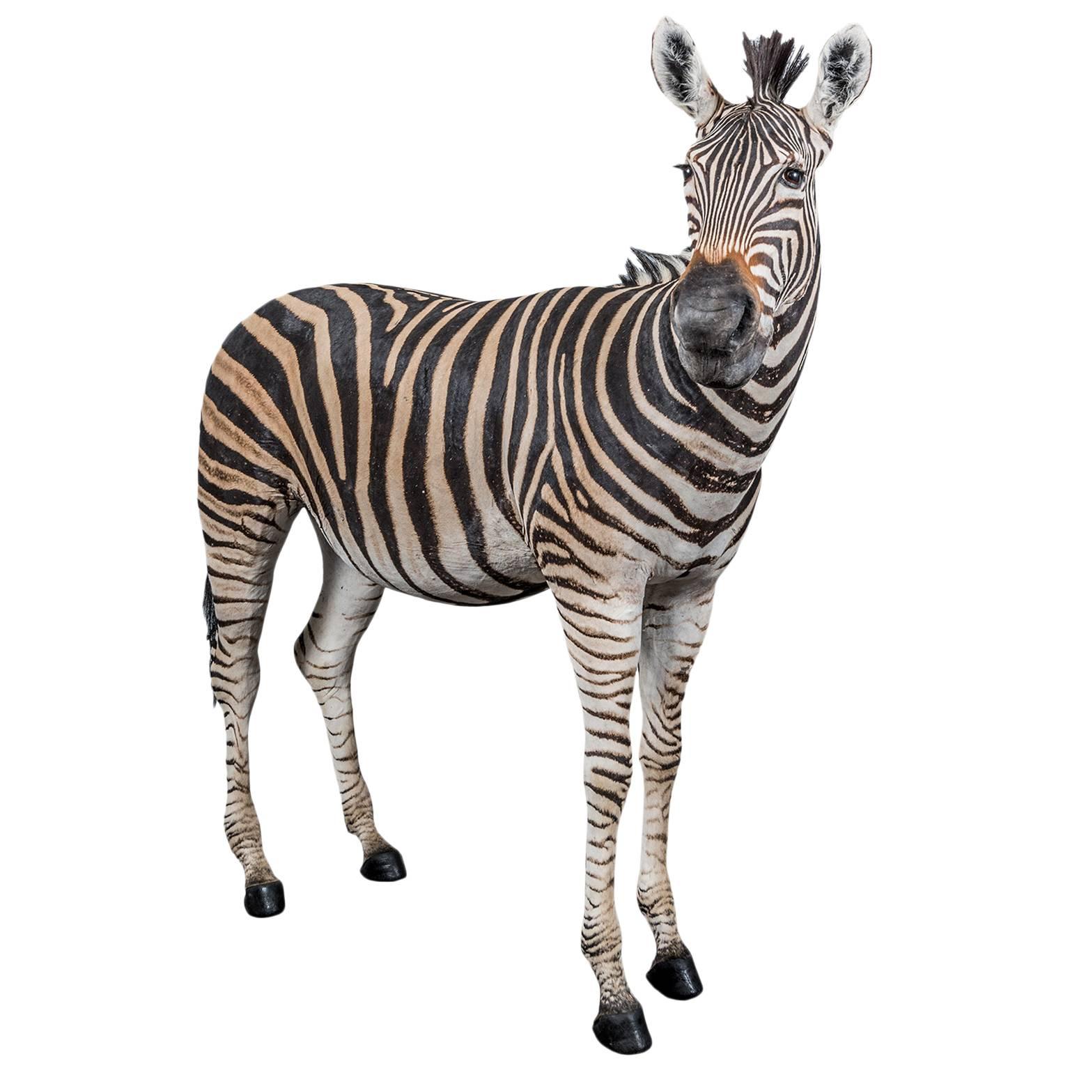 Rare Freestanding Full Taxidermy Mount of a Burchell's Zebra from South Africa