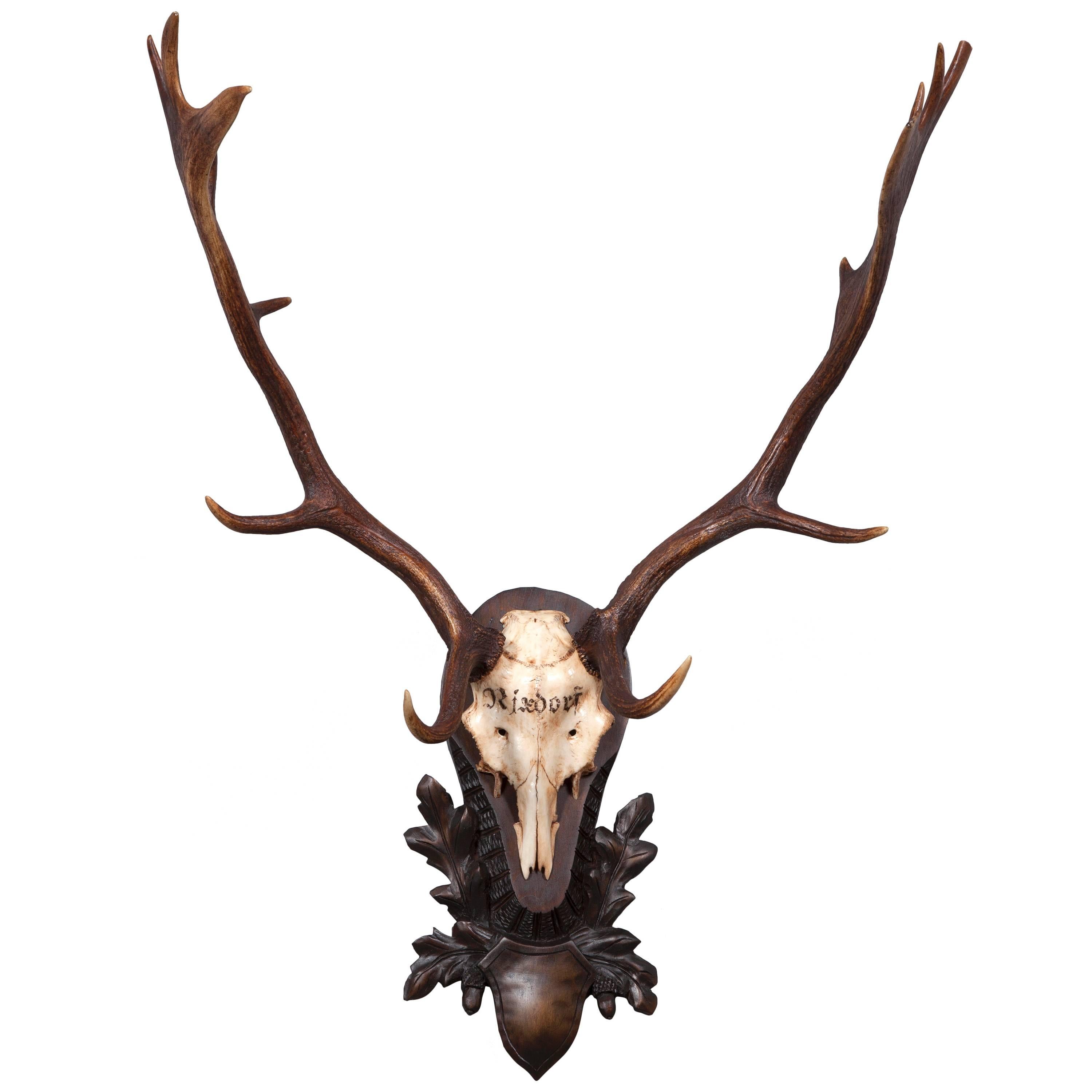 19th Century "Rixdorf" Fallow Deer on Original Black Forest Plaque