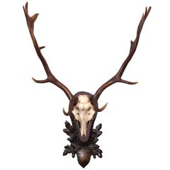 19th Century "Rixdorf" Fallow Deer on Original Black Forest Plaque