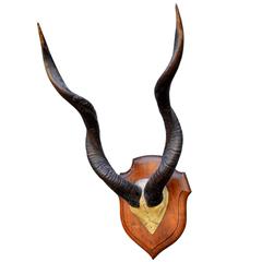 Large Set of Mounted African Antlers 6