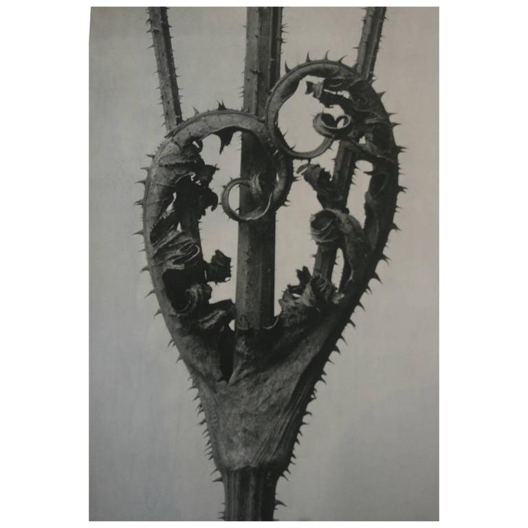 First Edition Karl Blossfeldt Photogravure, 1928 For Sale
