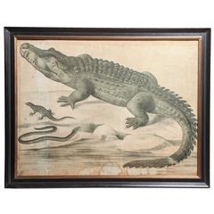 19th Century English Zoological Print