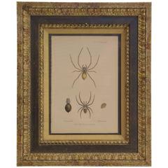 19th Century Print "New Species of Spiders" 2