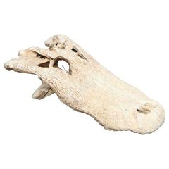 Antique Alligator Skull