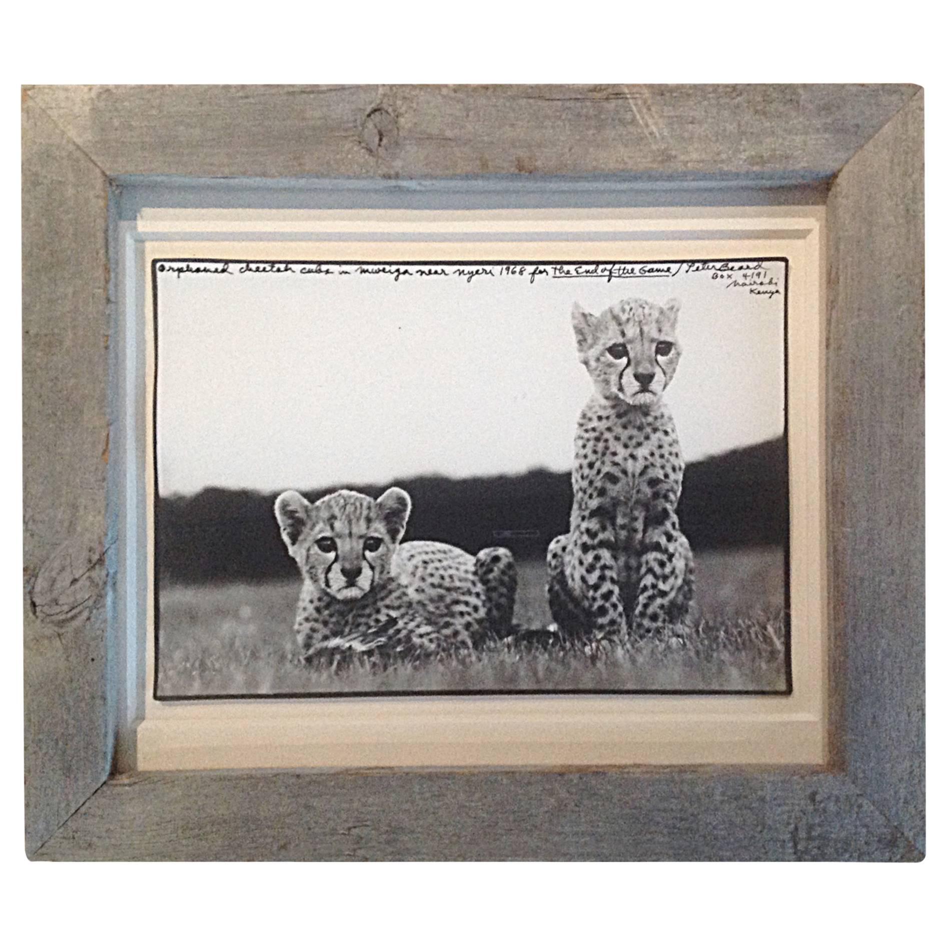 "Orphaned Cheetah Cubs" Peter Beard Gelatin Silver Print For Sale