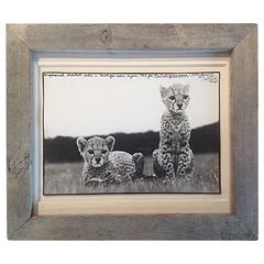 Vintage "Orphaned Cheetah Cubs" Peter Beard Gelatin Silver Print