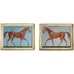 Pair of Anatomical Studies of a Horse