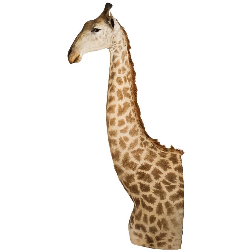 Rare African Taxidermy Massive Tall Part Giraffe