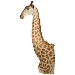 Seltene afrikanische Taxidermie Massive Große Teil Giraffe