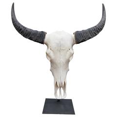 Large Water Buffalo Skull on Stand