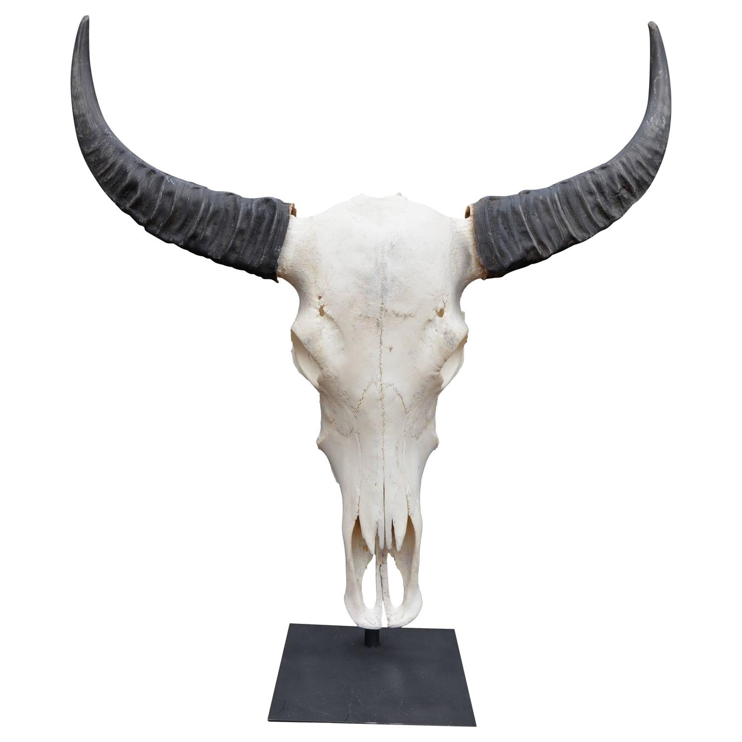 Large Water Buffalo Skull on Stand at 1stdibs