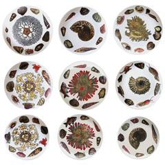 Vintage Piero Fornasetti Set of nine Plates in Early Conchiglie seashell pattern.