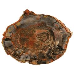 Petrified Wood from Petrified Forest in Arizona