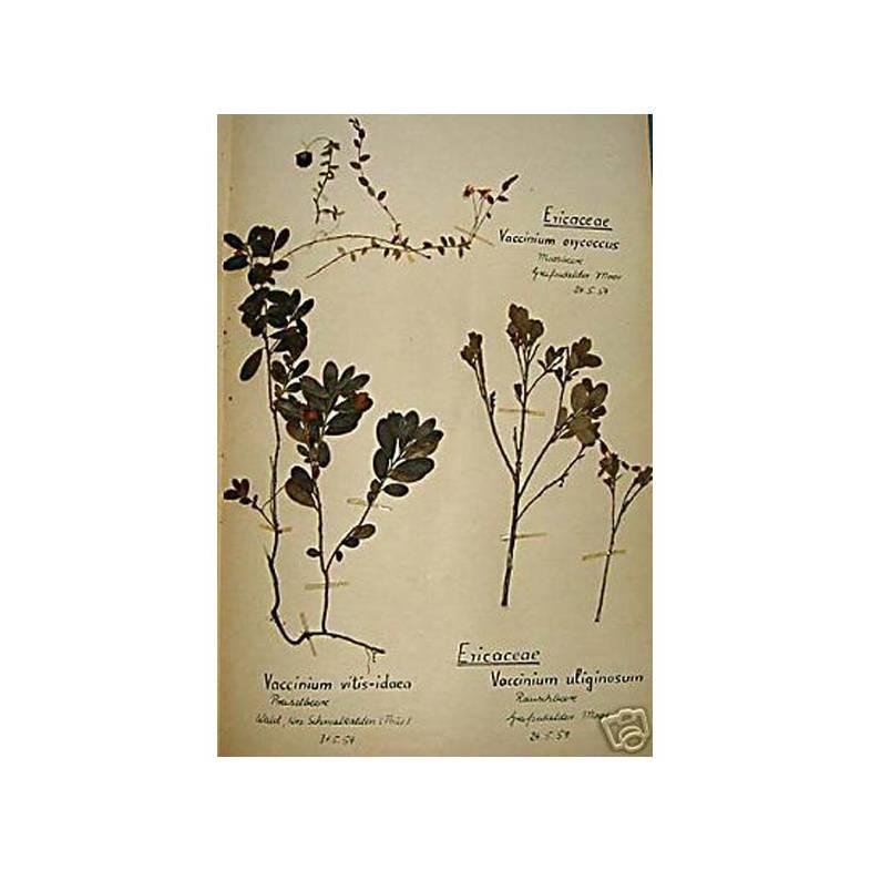 120 French Early 20th Century Pressed Botanical Specimens