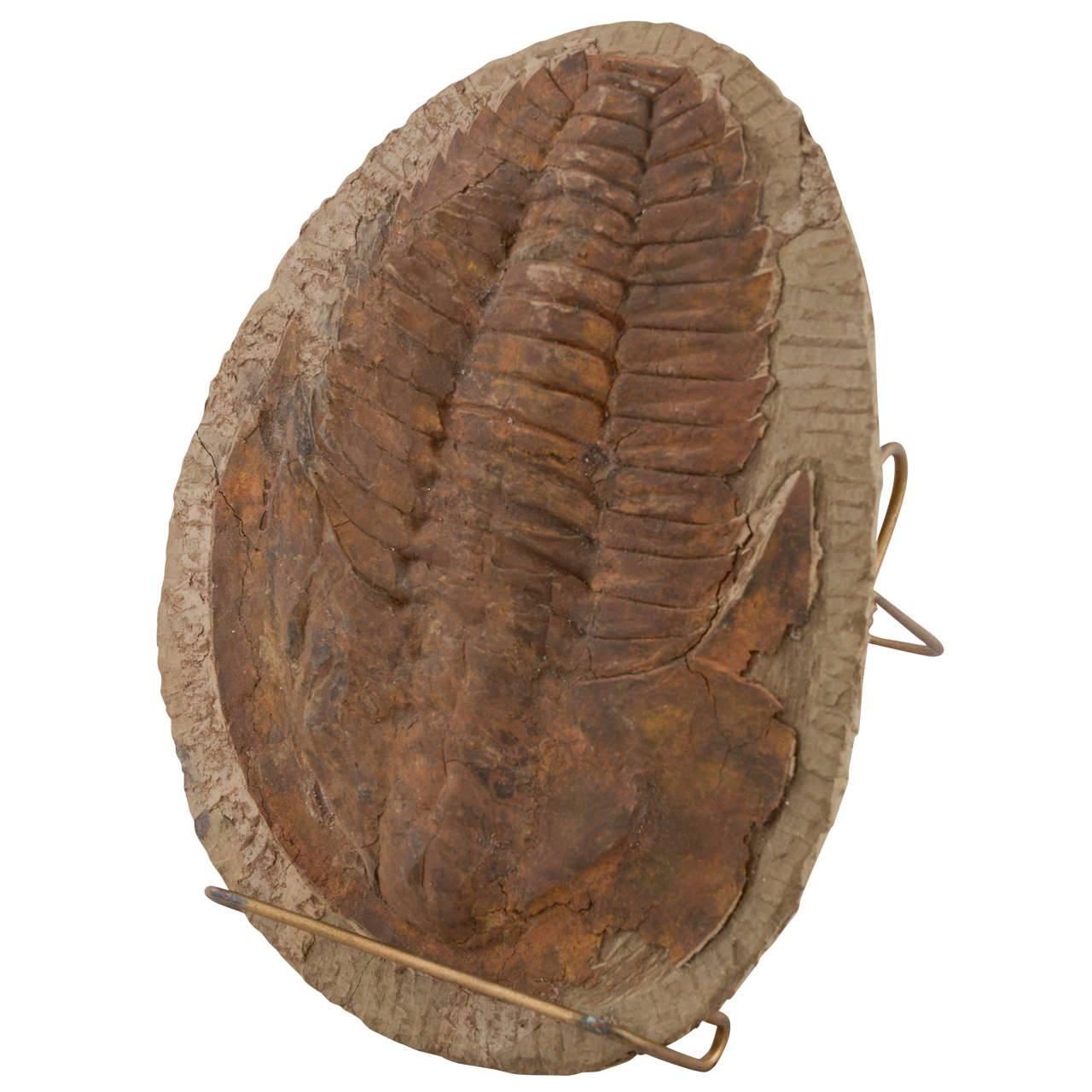 Large Trilobite Fossil