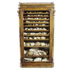 Walnut Collectors Display Cabinet, Containing a Collection of Seashells