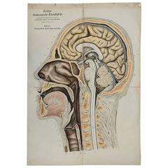 Anatomical Chart Median Incision of Head and Neck by Franz Frohse, circa 1900 8
