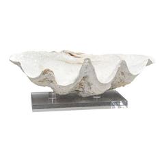 Antique Giant Pacific Clam Shell on Lucite Base