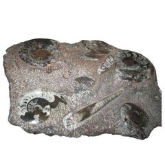 Fossilized Ammonites