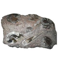 Fossilized Ammonites 4