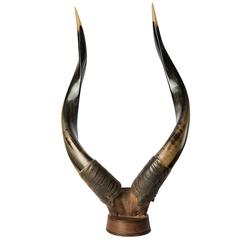 Nyala 'Tragelaphus Angasii' Horns Mounted on Wood Block