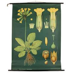 Midcentury Art Deco Chart Botanical Flower Folk Art