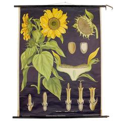 Midcentury Art Deco Chart, Botanical Flower Folk Art in the Style of O'Keefe