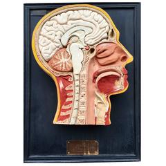 Turn of the Century Anatomical Doctors Wall Hanging Paris