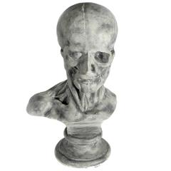 Early Life Sized Anatomical Display - Jean Antoine Houdon 12