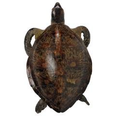 Taxidermy Turtle 