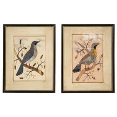 Pair of Feather Bird Watercolors 