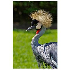 Crowned Crane Photograph 6