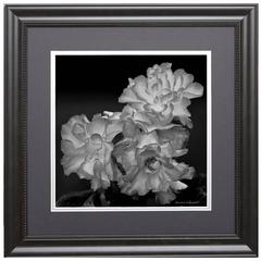 Trio of Roses Photograph 1