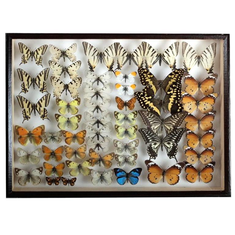 Pair of Vintage Belgian Museum Butterfly Collection For Sale at 1stdibs