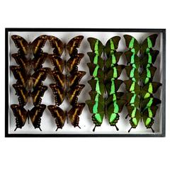 Tropical Butterfly Collection