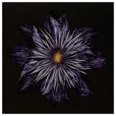 Carsten Witte, Clematis #5, 2013 - (limited edition) 8