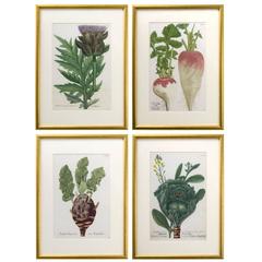Four Vegetables by Johann Weinmann