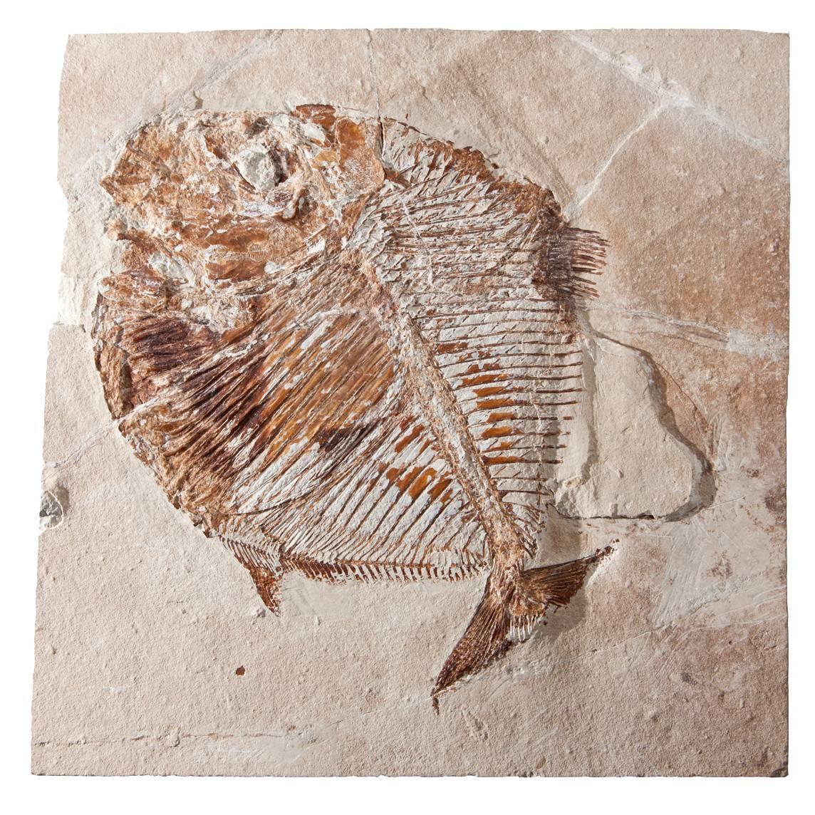 Lebanon Fossil Fish 