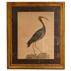 Large Watercolour Painting of a Bay Ibis, or Glossy Ibis