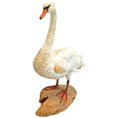 Taxidermy Mute Swan