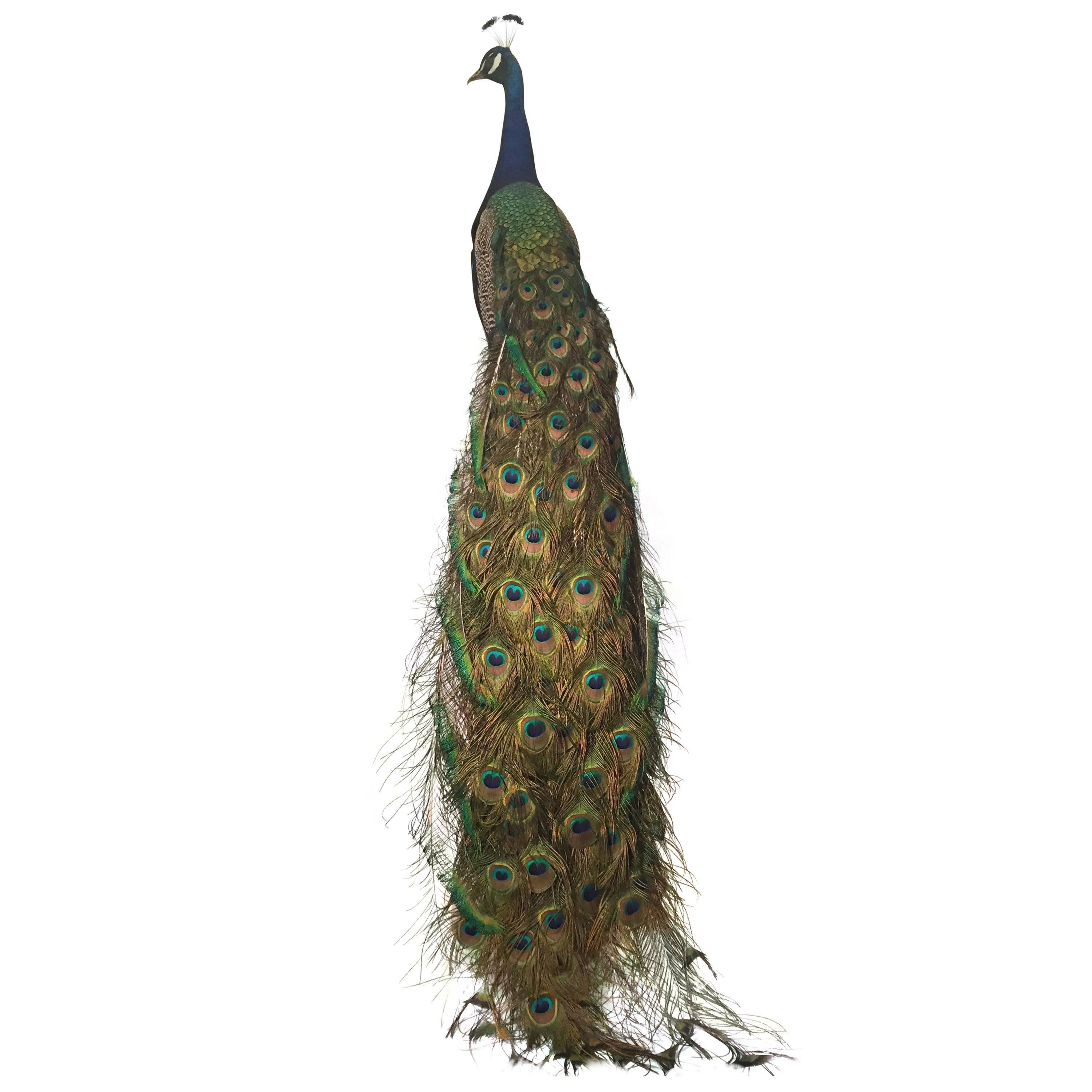 Taxidermy Indian Peacock Mount