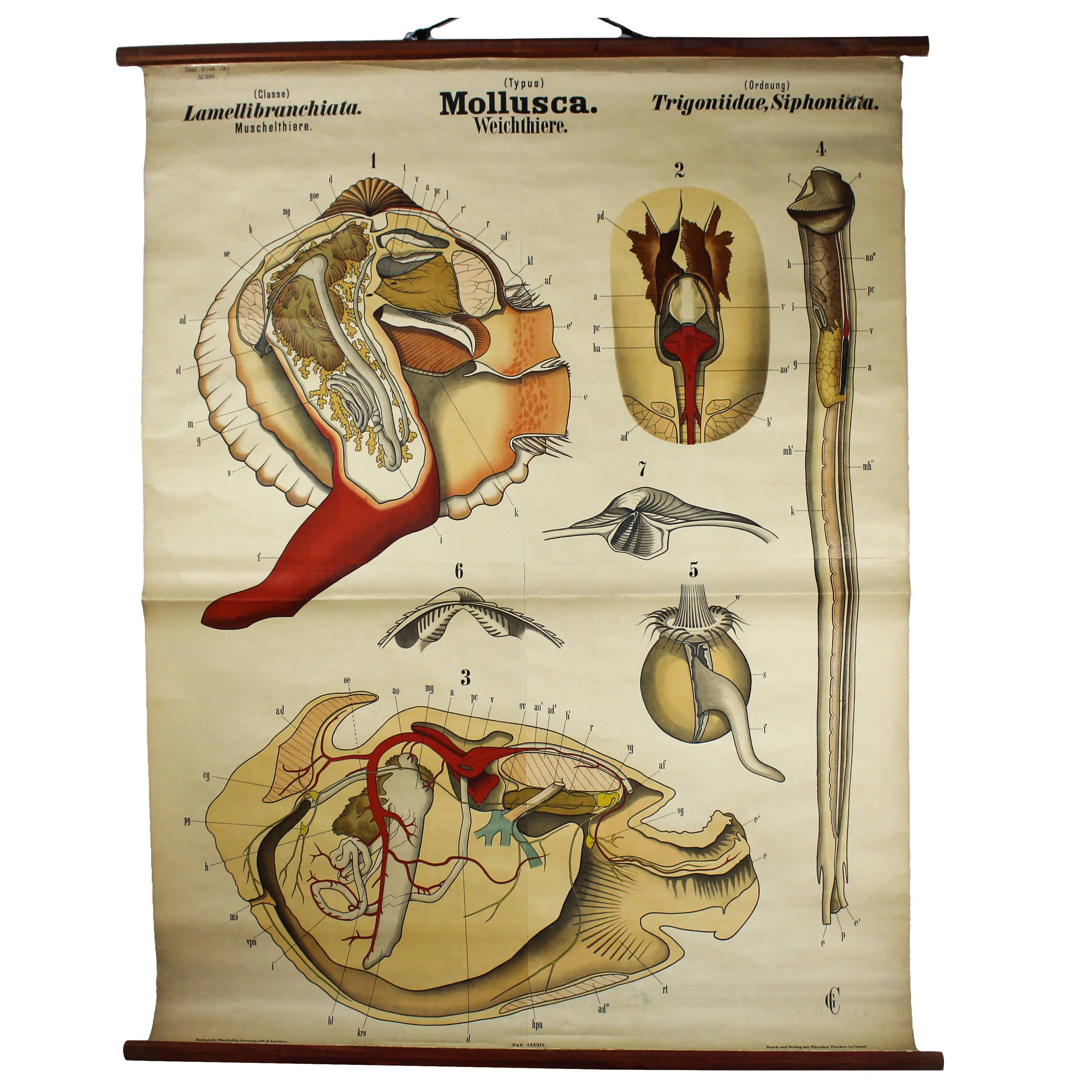 Antique 19th Century Wall Chart by Rudolf Leuckart, Mollusca, Invertebrate