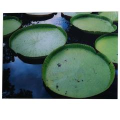 Renato Freitas, Water Lilies, Original Photography 11